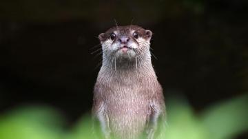 Get Otters Microsoft Store