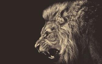 Lion iPhone Wallpaper HD By Firstcovers