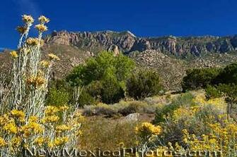 Chamisa Blooms A Golden Yellow Against Backdrop Of The Sandia