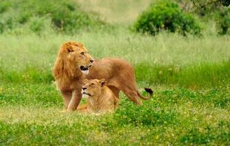 Wallpaper Nature Background Lions Image For Desktop Section