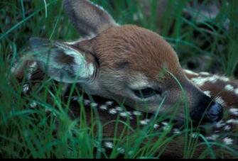 Deer Photos HD Wallpaper Background
