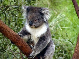 Koala Wallpaper Animalgals