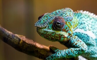 Chameleon Color Green Lizard Branch Wallpaper Background