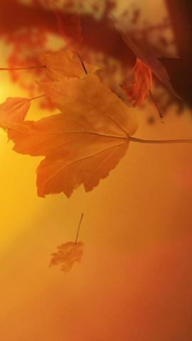 Autumn Leaves iPhone Wallpaper