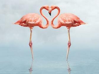 Flamingo Car Related Keywords Amp Suggestions