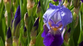 Purple Iris Wallpaper Flower