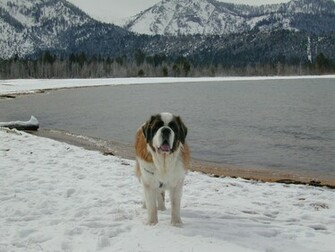 Saint Bernard Dogs Wallpaper