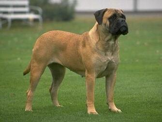 Bull Mastiff Wdesktop Allpaper
