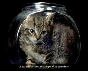 Pin Cats And Dogs Wallpaper Background For Pc Big