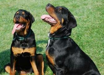 Two Rottweiler Dogs Photo And Wallpaper Beautiful