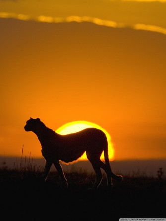 Wild Animal Ultra HD Desktop Background Wallpaper For 4k UHD Tv