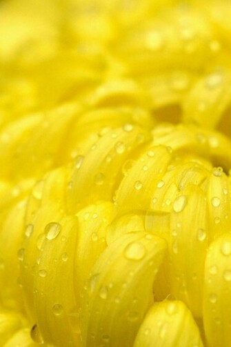 Yellow Bud iPhone Wallpaper Ipod Touch HD