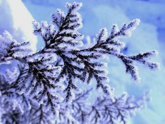 Winter HD Wallpaper Pictures Image Background Photos