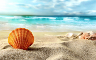 Shell Beach Sea Sand Summer 2k Wallpaper