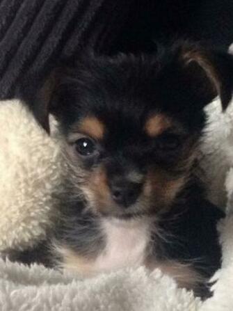 Baby Chorkie Weeks Old Puppies Animals Dogs