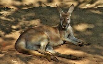 Kangaroo Computer Wallpaper Desktop Background