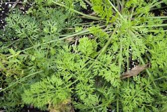 Queen Anne S Lace Photo Of Daucus Carota At The