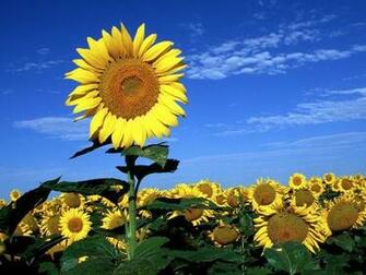 Send To Mobile Phone Flowers Wallpaper Num