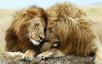 Indian Lion And African White Loin Best Size HD Wallpaper