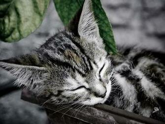 Cute Cats Wallpaper Background HD For