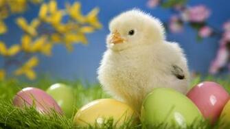 Sweet Easter Chicken X Close