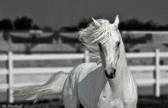 Beautiful Wallpaper White Horse