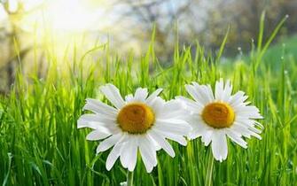 Get Daisy Flower Wallpaper And Make This