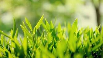 Green Tea Wallpaper