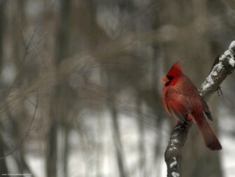 Cardinals Cardinal Bird Flying Sweet Red