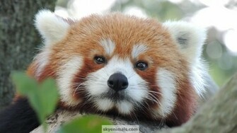 Red Panda Wallpaper Image