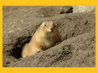 Groundhog Wallpaper
