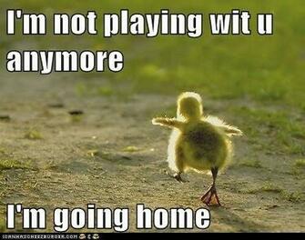 Funny Animal Captions Pictures With Lol Animals