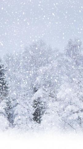 Nature Heavy Snow Forest iPhone Plus Wallpaper Falling