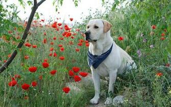Labrador Retriever Wallpaper For Desktop Cool