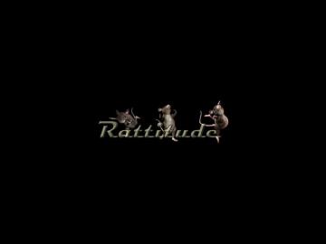 Classic Black Rat Rattitude Rats Wallpaper