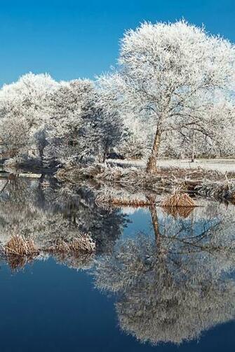 Winter Snow Scene With Tree iPhone Wallpaper Background And
