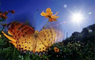 Wallpaper High Definition HD