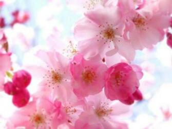 Pretty Flower Background