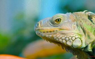 Iguana HD Wallpaper Background Image Id