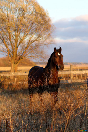Wild Horse Sunset Image