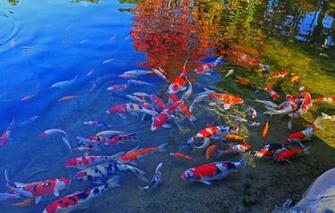 Burns Miller Japanese Garden California State University Long Beach