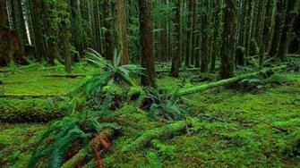 Fern Tag Wallpaper Ground Sprouts Stems Leaves Macro Nature