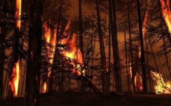 Forest Burning Trees Flames Wallpaper