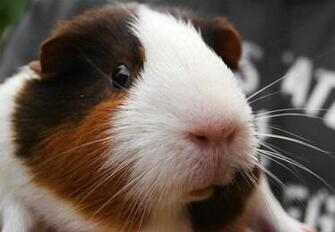 Guinea Pig Wallpaper