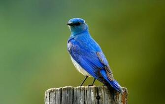 Beautiful Small Birds Wallpaper Entertainment Only
