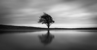 Black And White Tree Wallpaper