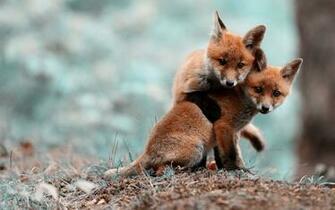 Fox Puppies Desktop Pc And Mac Wallpaper