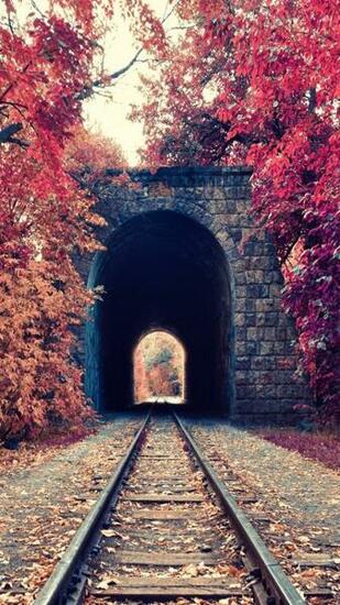 Portrait Display Nature Trees Fall Leaves Railway