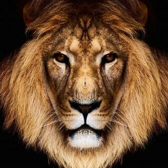 King Lion HD Wallpaper For iPhone Plus HDwallpaper Net
