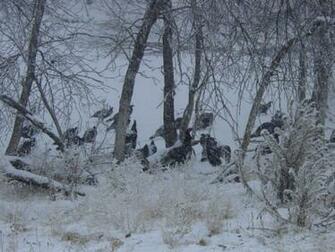 Turkey Wallpaper Turkeys At Antler Ridge Lodge South